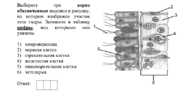 Http kraken